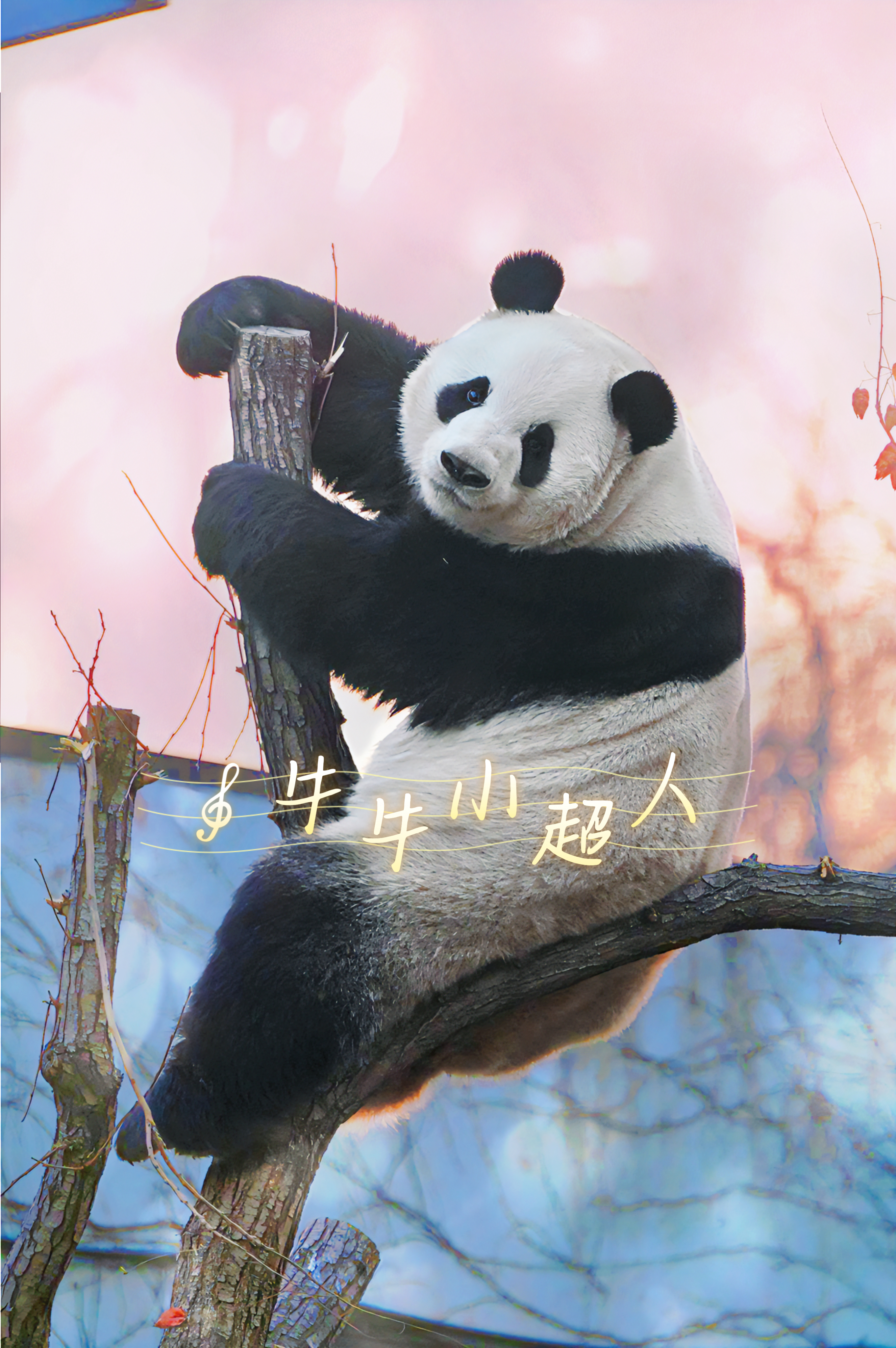 大熊猫萌兰 看着曾经的照片，现在竟然无比怀念原来的“老破小”～ 北京·北京动物园