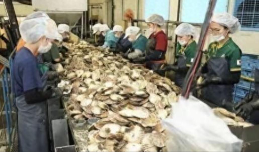 当初日本把核污水往海里倒，全球骂声一片，连海鲜都没人碰。可两年过去，不但日本海鲜