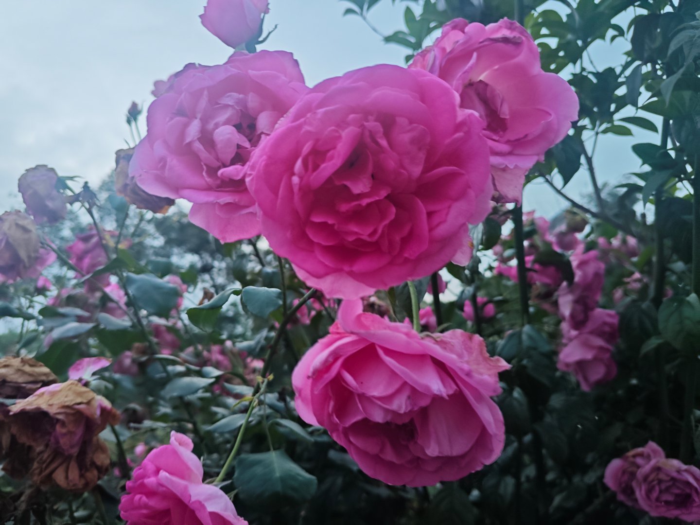 花展最全打卡指南来了在这里，时间都慢了下来。远离喧嚣，沉浸在这片烂漫与生机里，满