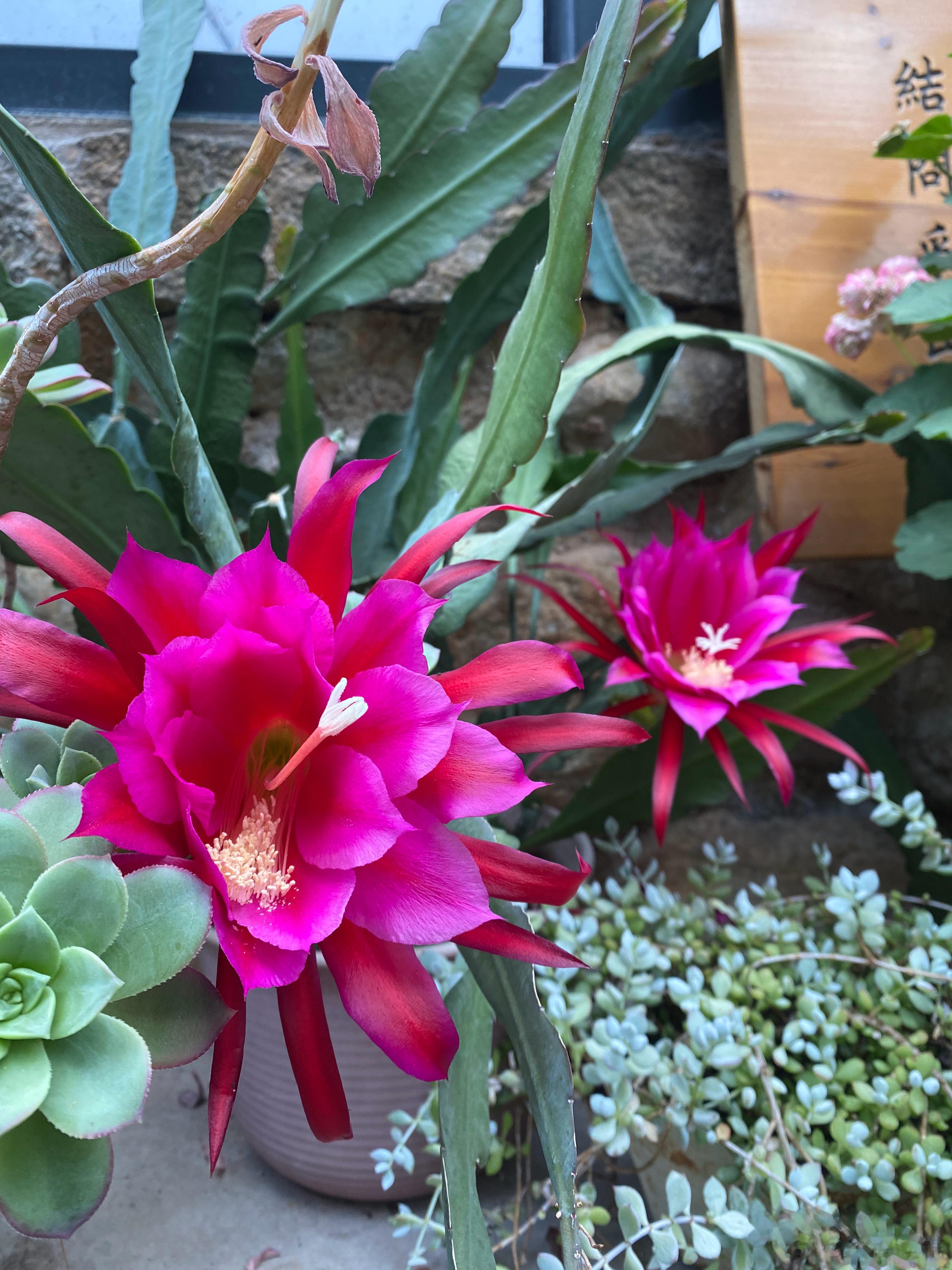 #花草[超话]# 令箭荷花开了。#园艺[超话]# ​​​