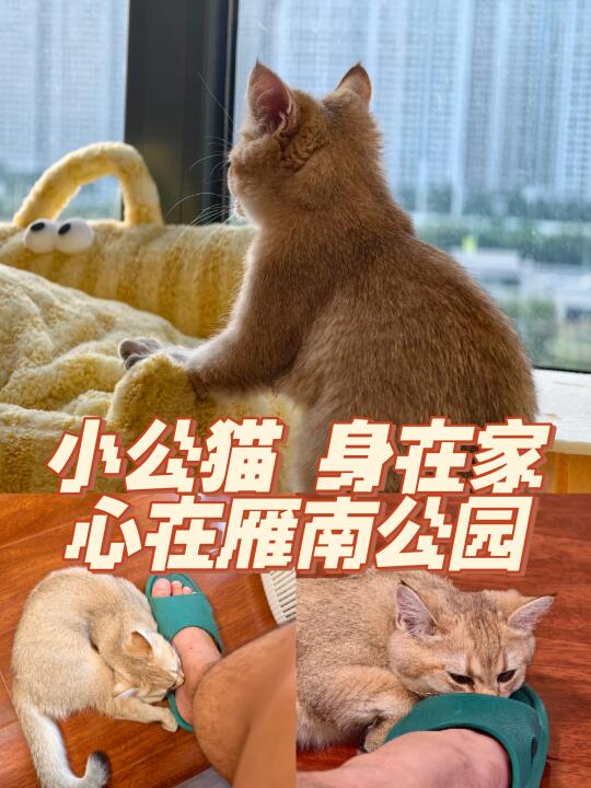 小公猫，身在家，心在雁南公园