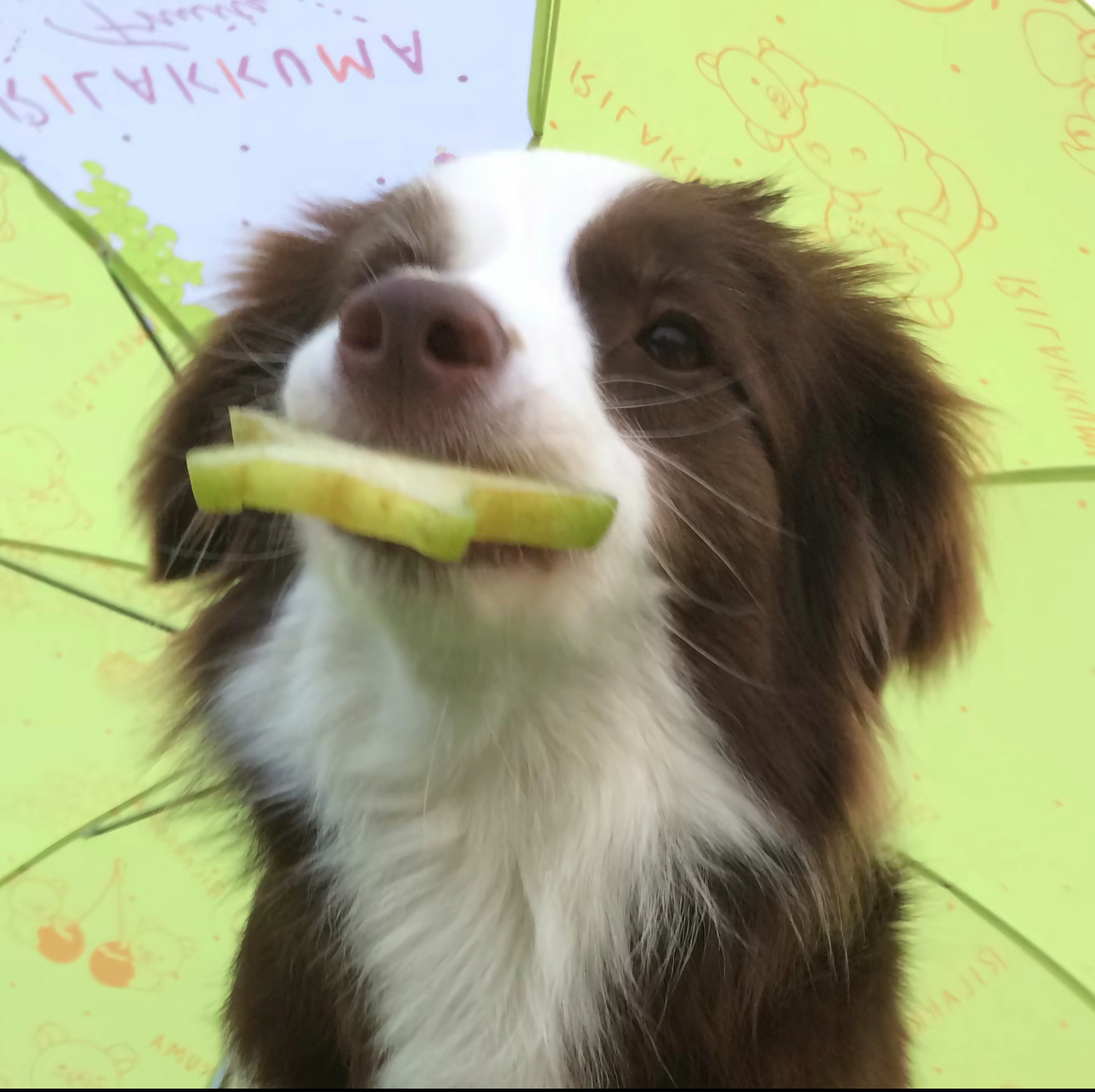 这狗好可爱 