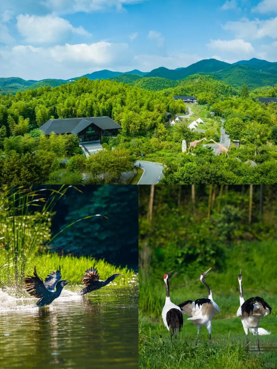 西塞山游玩推荐｜长颈鹿庄园🦒