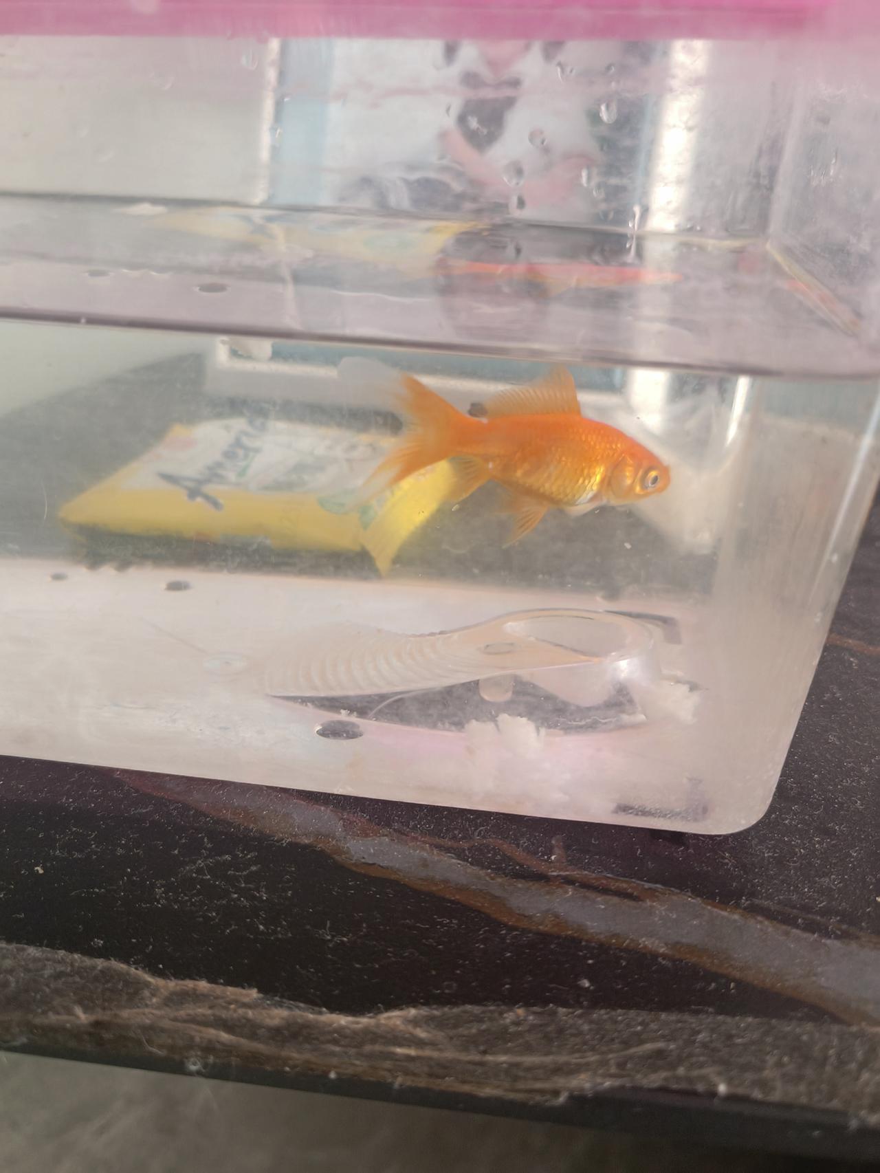 你会为一条鱼伤心吗？
今天打扫卫生，在电视柜底下，看到了这条，来我家生活半年多的