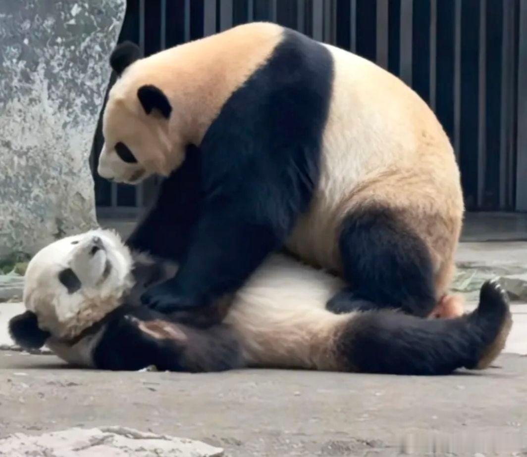 喜喜：重重，你服不服！说！服不服 