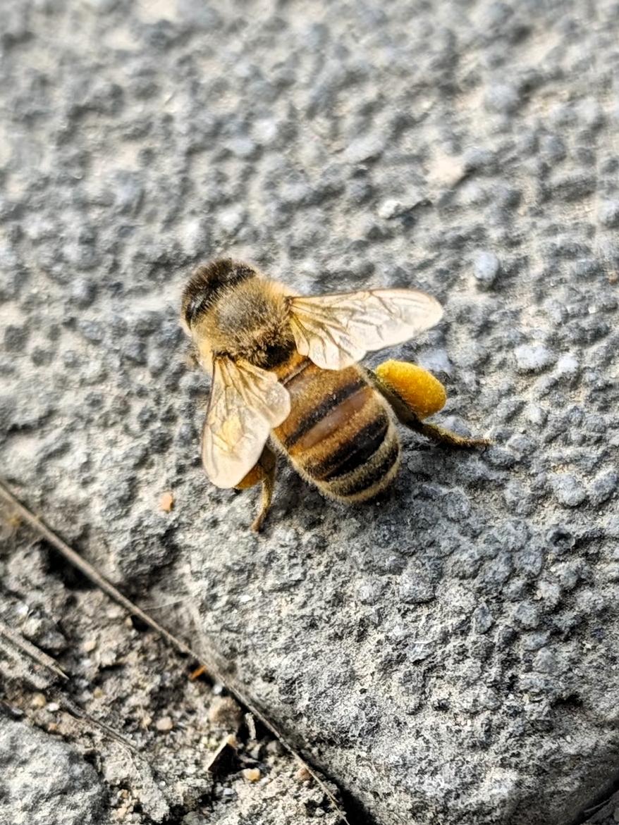 小蜜蜂🐝腿上的东西是啥？
[微笑]是它外出带的干粮吗？