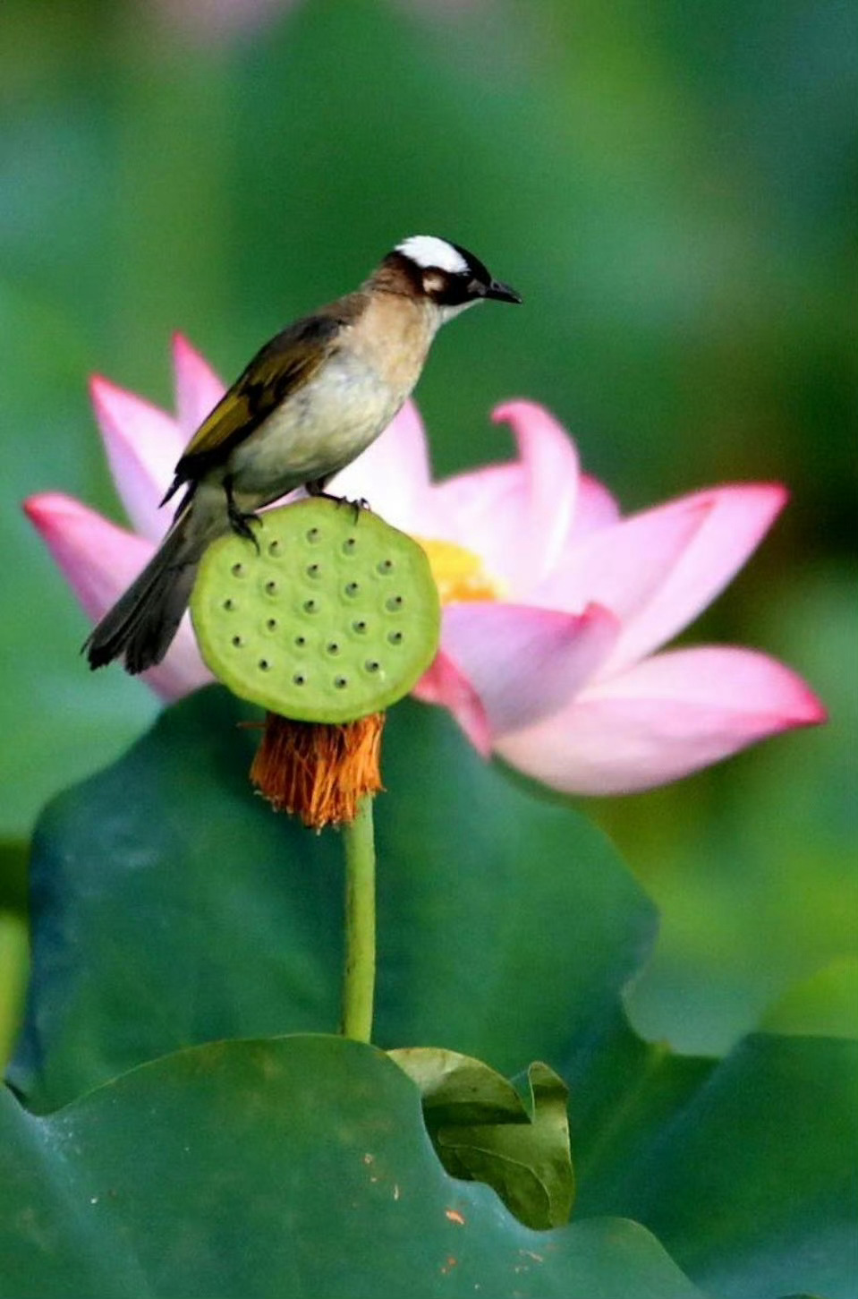 "喜鹊登莲·莲莲好运" 壁纸  点个赞接好运！ 