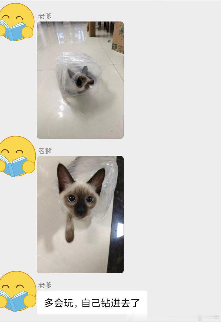 4257只黑脸【投】为什么我拍不出那么萌的小逼 