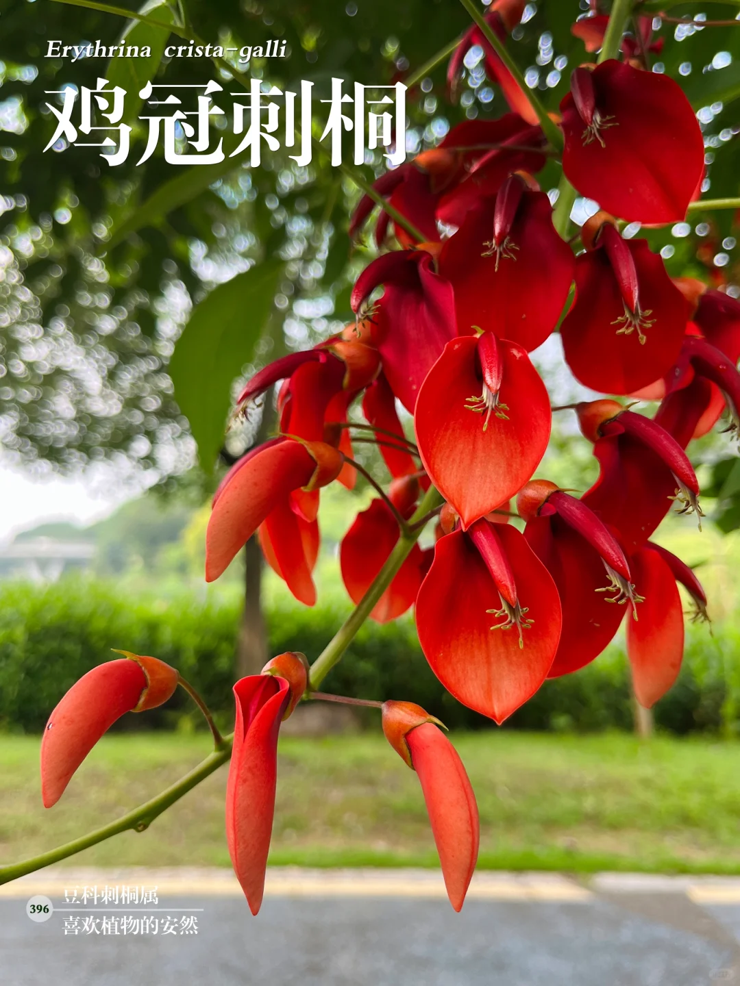福州植物打标396｜形如雄鸡的鸡冠刺桐
