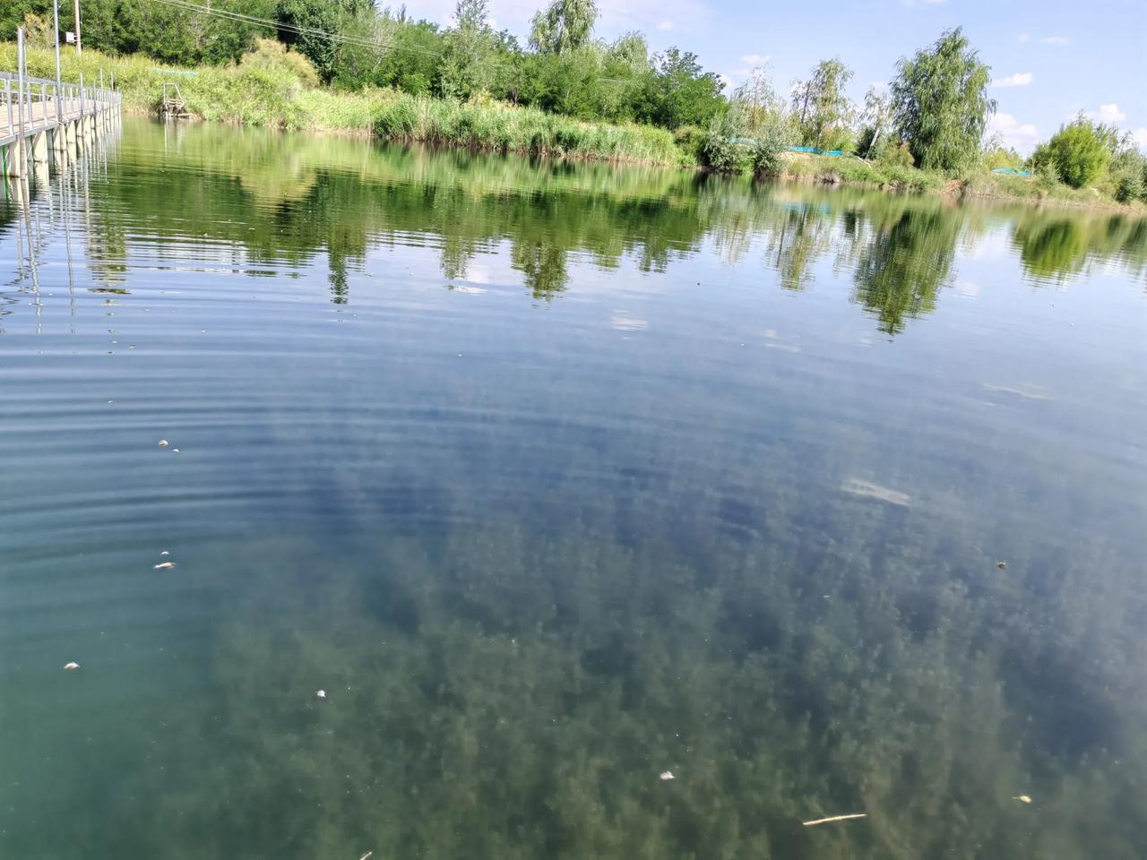 水边影韵

岸边踩青藤  谁被吸引
信步丛林间水中也含韵
水下幻影  微波荡灵魂