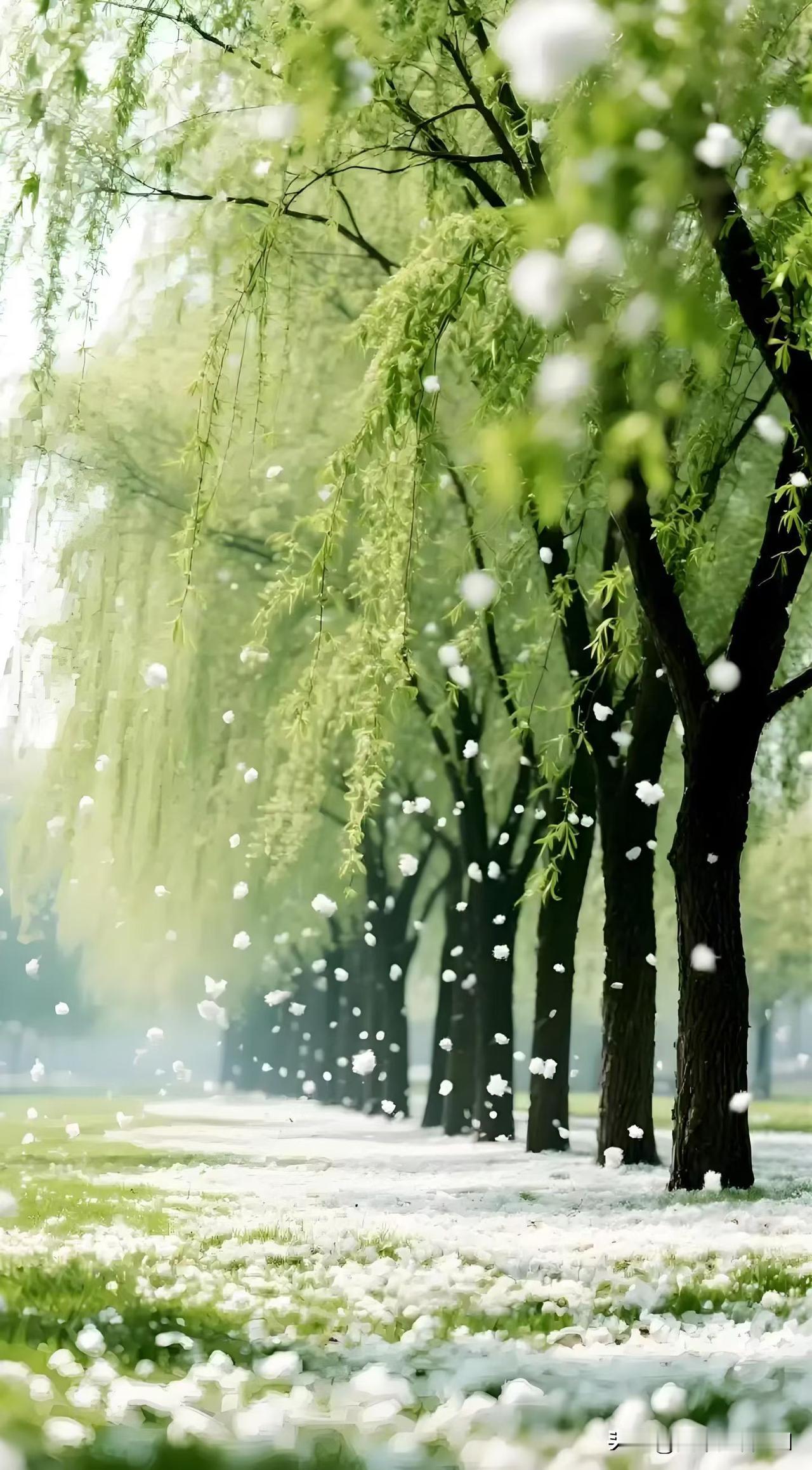 最恨春半，浑觉腰欲断。庭内柳絮如雪乱，拂去一层还满。更有风雨兼程，残枝败叶如萍。