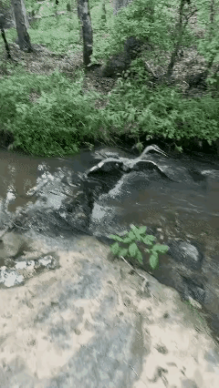 龙游浅海遭虾戏，鹭落溪滩被鳖欺！
一只白鹭，在小溪滩觅食，今天运气不好，没等来一