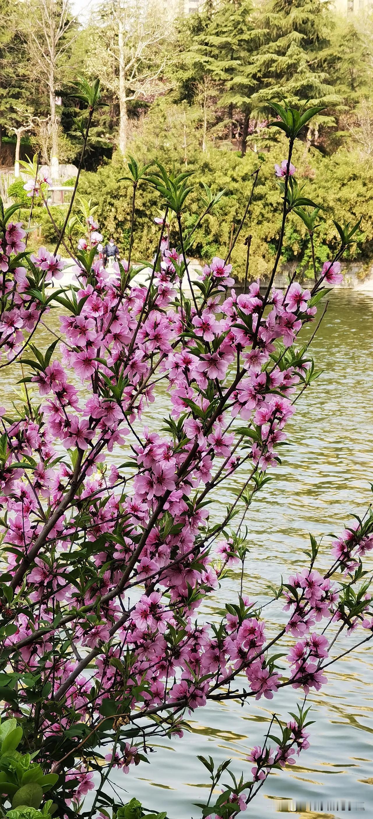 桃花、紫荆花，连翘