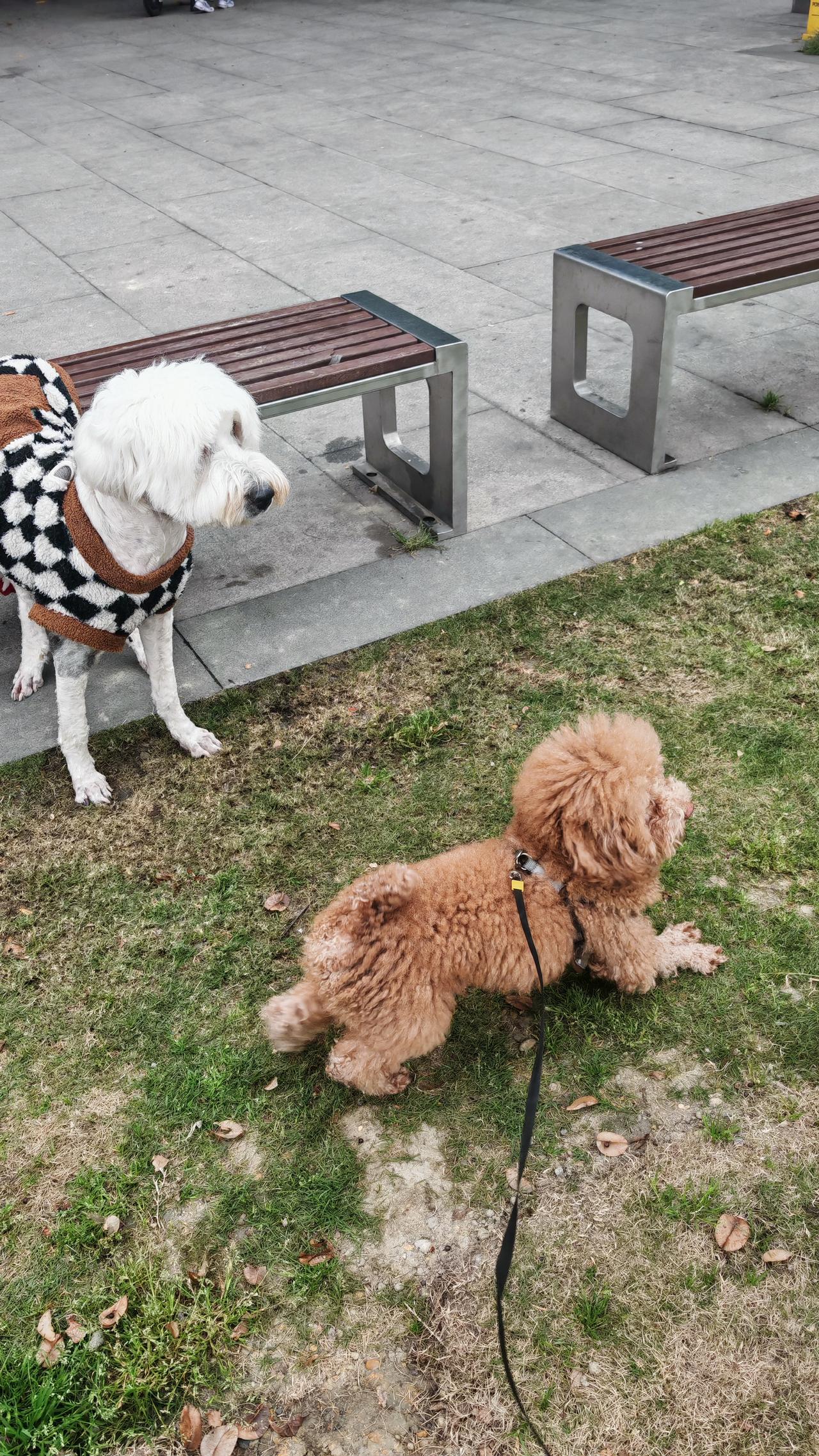 我的日常就像一首舒缓的生活小曲。每天出门遛狗，看它在草地上撒欢，自己也跟着放松。