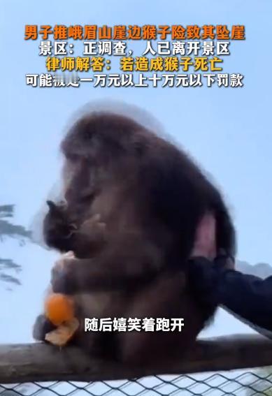实拍揪心瞬间！近日峨眉山，黑衣男子猛推崖边进食猴子，嬉笑着逃离。

那猴儿不是普