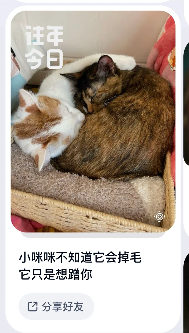 打开百度云 推了我已去世小猫的照片