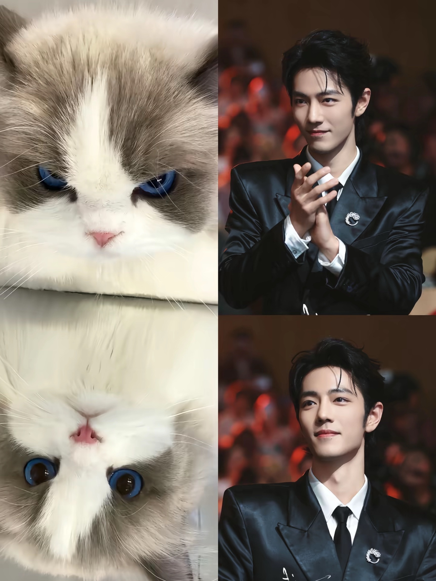 猫咪从上面看和从下看是完全不一样的。