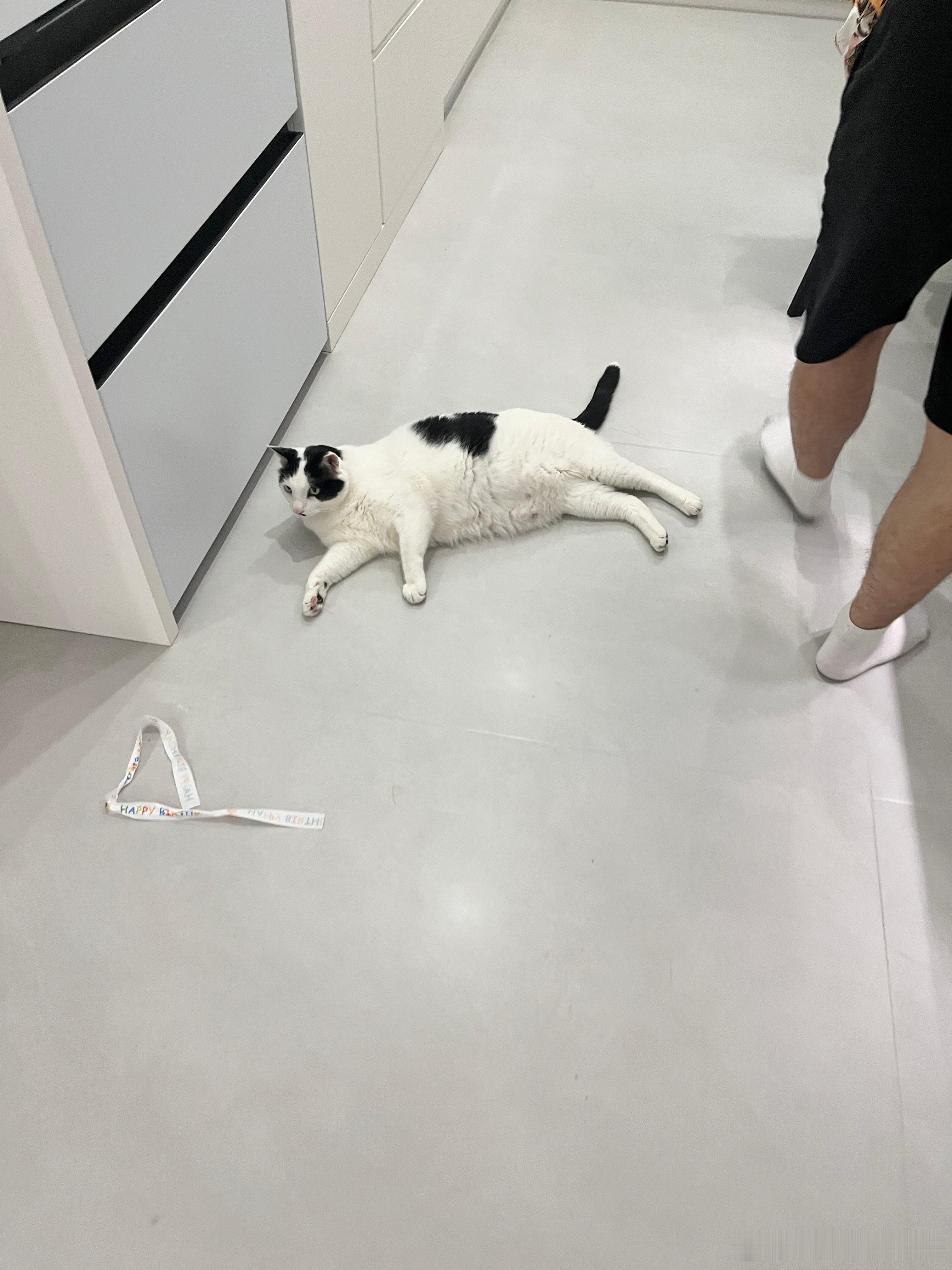 还是昨天那个美拉德暴躁男猫，今天果体修冰箱 ​​​