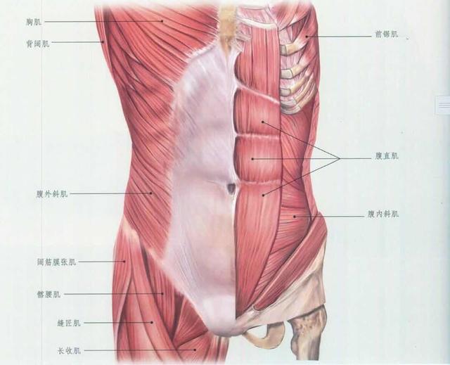 腹肌锻炼|上腹肌训练，1组动作就能搞定，只要坚持就有效果