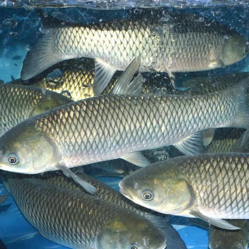 你买的活鱼可能早被下了药！央视重拳曝光水产行业黑幕，重庆、山东、安徽多地水产市场