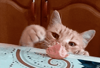 这里有只小馋猫