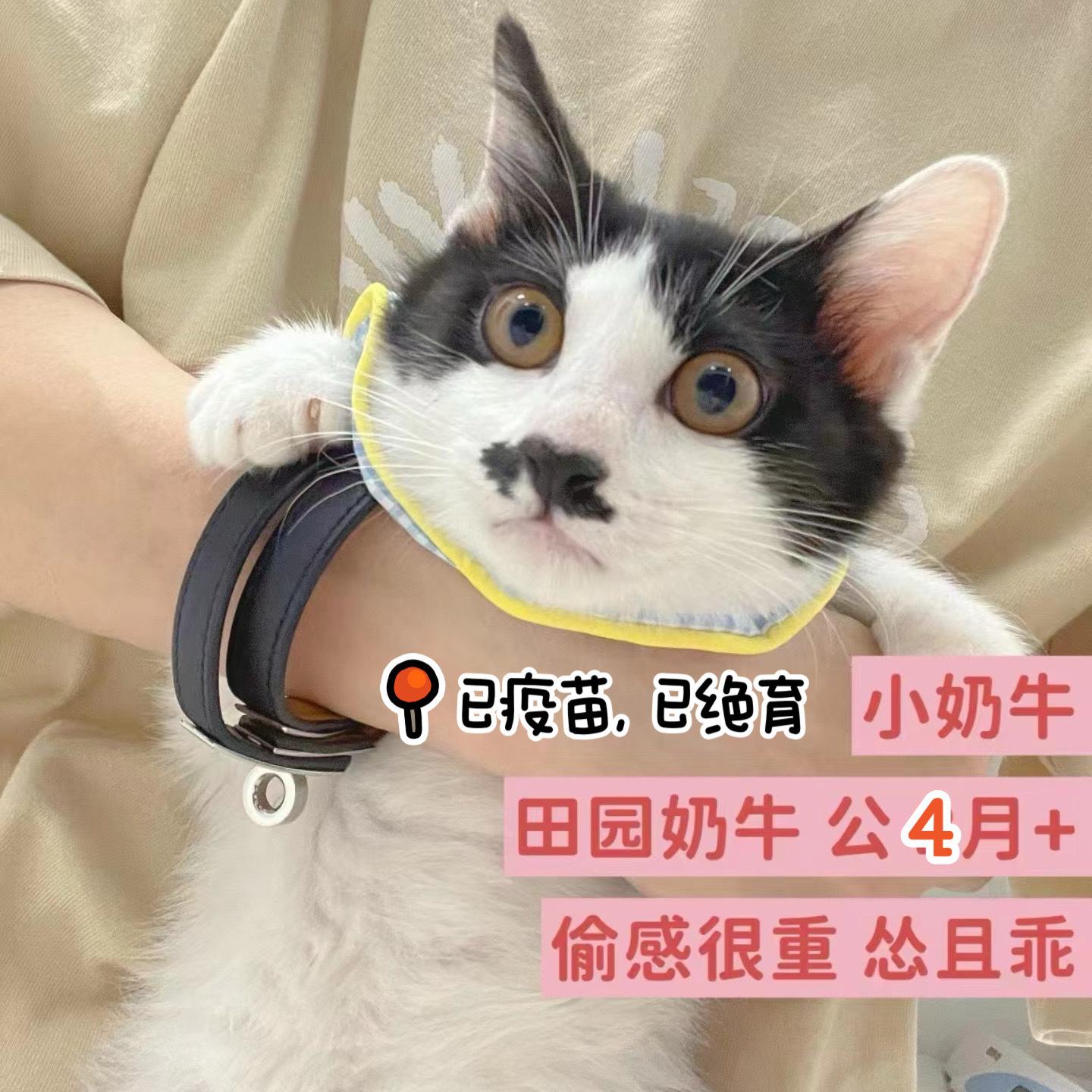 #杭州领养# 略带偷感的小奶牛~ 公猫，4个月，已疫苗，已绝育。这个怂乖怂乖的小