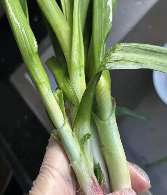 交给农村人的自证方式已经不多了。如今农药大多低毒，然而在去年的时候，他们却不得不
