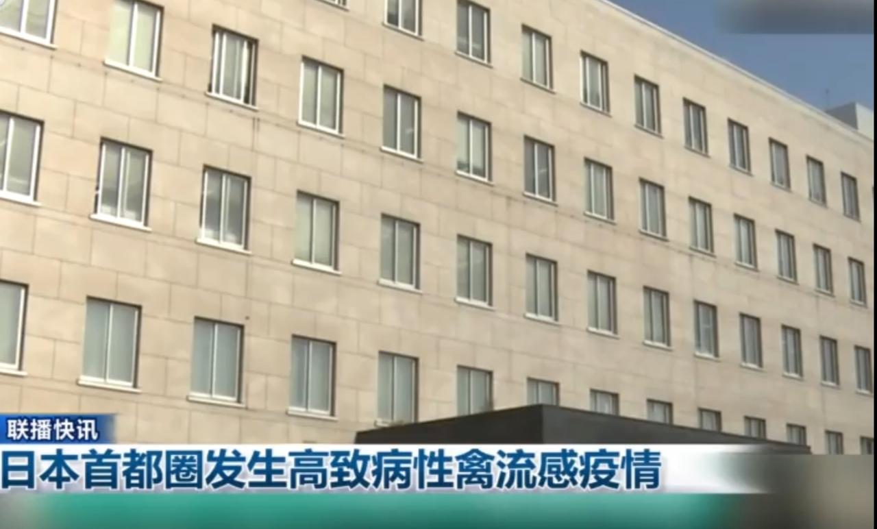 日本首都圈曝出高致病性禽流感疫情，相关养殖场内肉鸡密集养殖的场景，成为病毒传播的