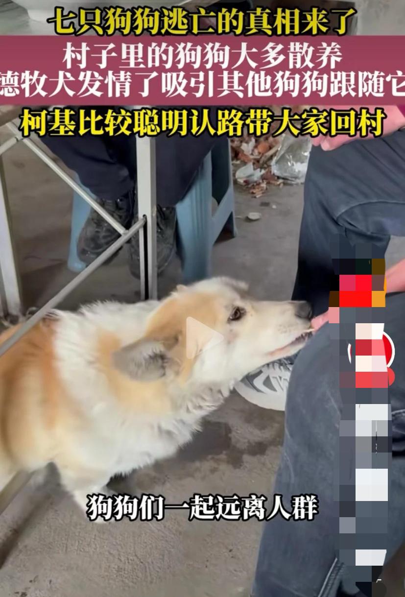 七只狗离家出走真相来了！狗主人透露实情，打了很多人的脸
   吉林的7只狗在高速
