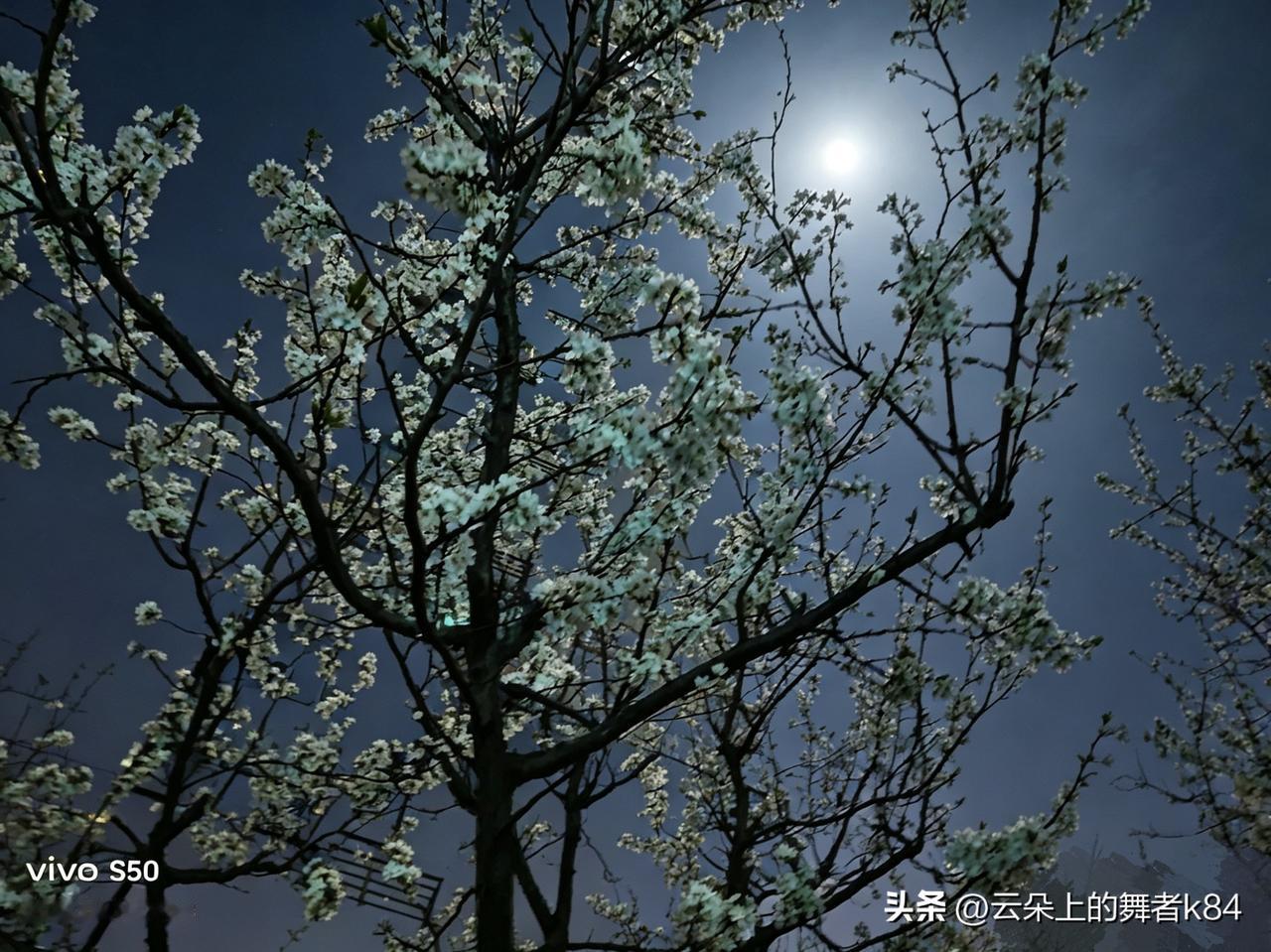 人生也是一样，生长发育，由盛到衰，美丽的风景转瞬即逝。当繁华散尽，便终结在尘埃。