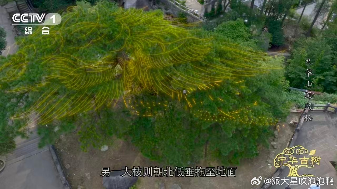 风一吹千年古松秒变展翅凤凰古松其中一条大枝呈现低垂状态，线条舒展柔和，和凤凰尾巴