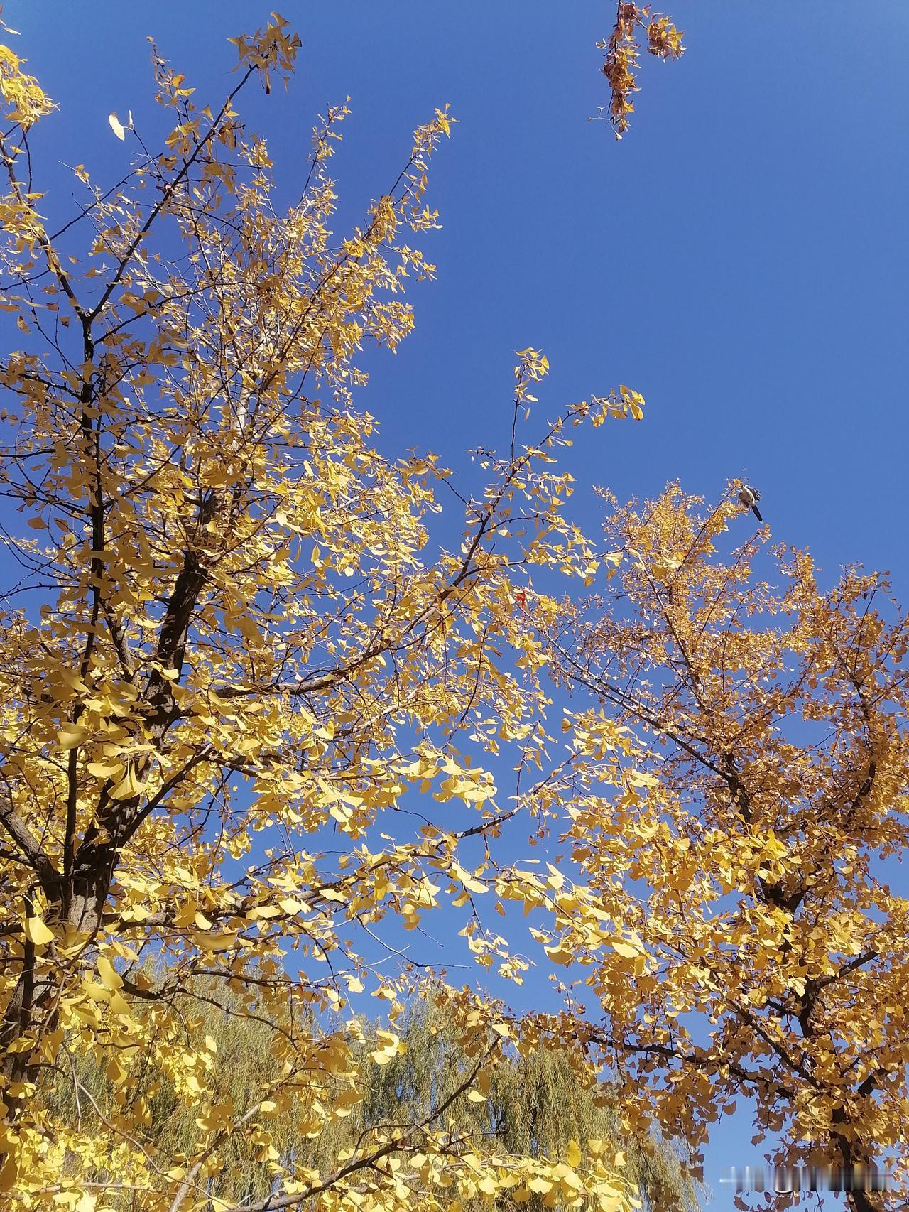 冬天来了，天气异常寒冷，下班直奔家里，煮粥炖菜吃饭。毛笔字练起来，音乐听起来，老