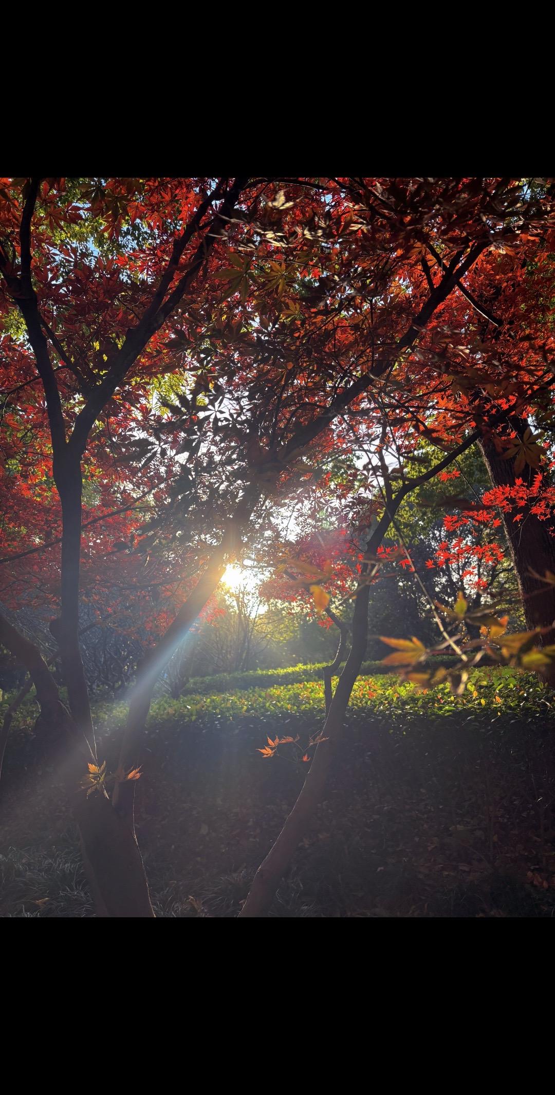 把你随手拍的照片配上这个音乐……