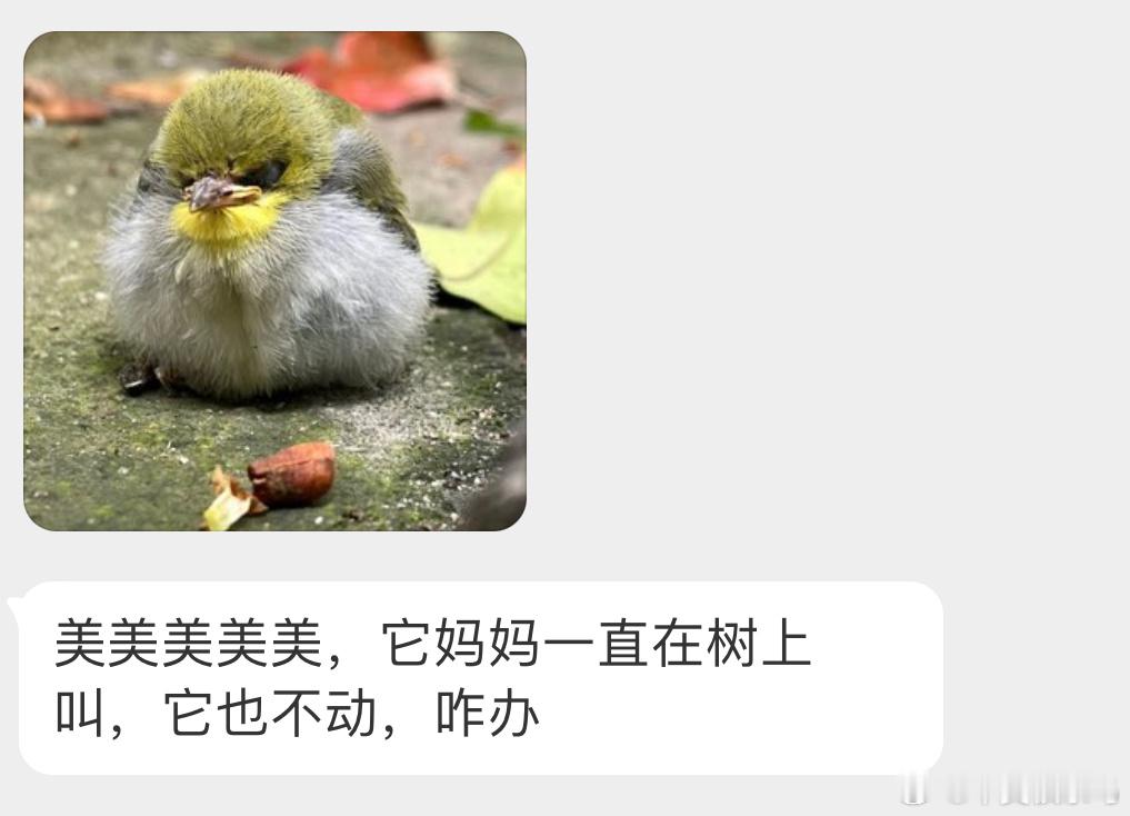 绣眼鸟的宝宝附近没有流浪猫狗的话，大鸟在旁边就不用管孩子估计在打盹 ​​​