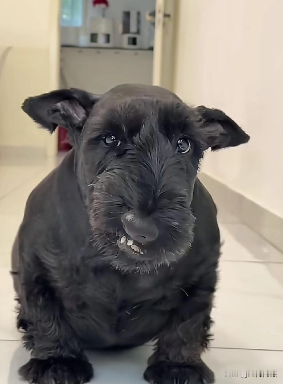 这是一个什么品种的毛孩子呢？脸上的表情特别的丰富，脑袋也比较大，腿比较短，爪子比