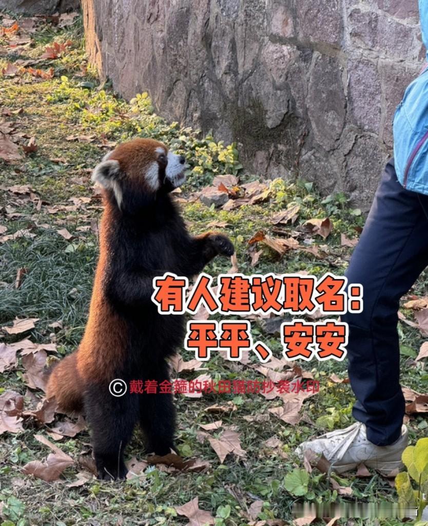 上海来台小熊猫有建议取名“平平安安”？蒋万安回应貌似大有玄机～

上海小熊猫还没