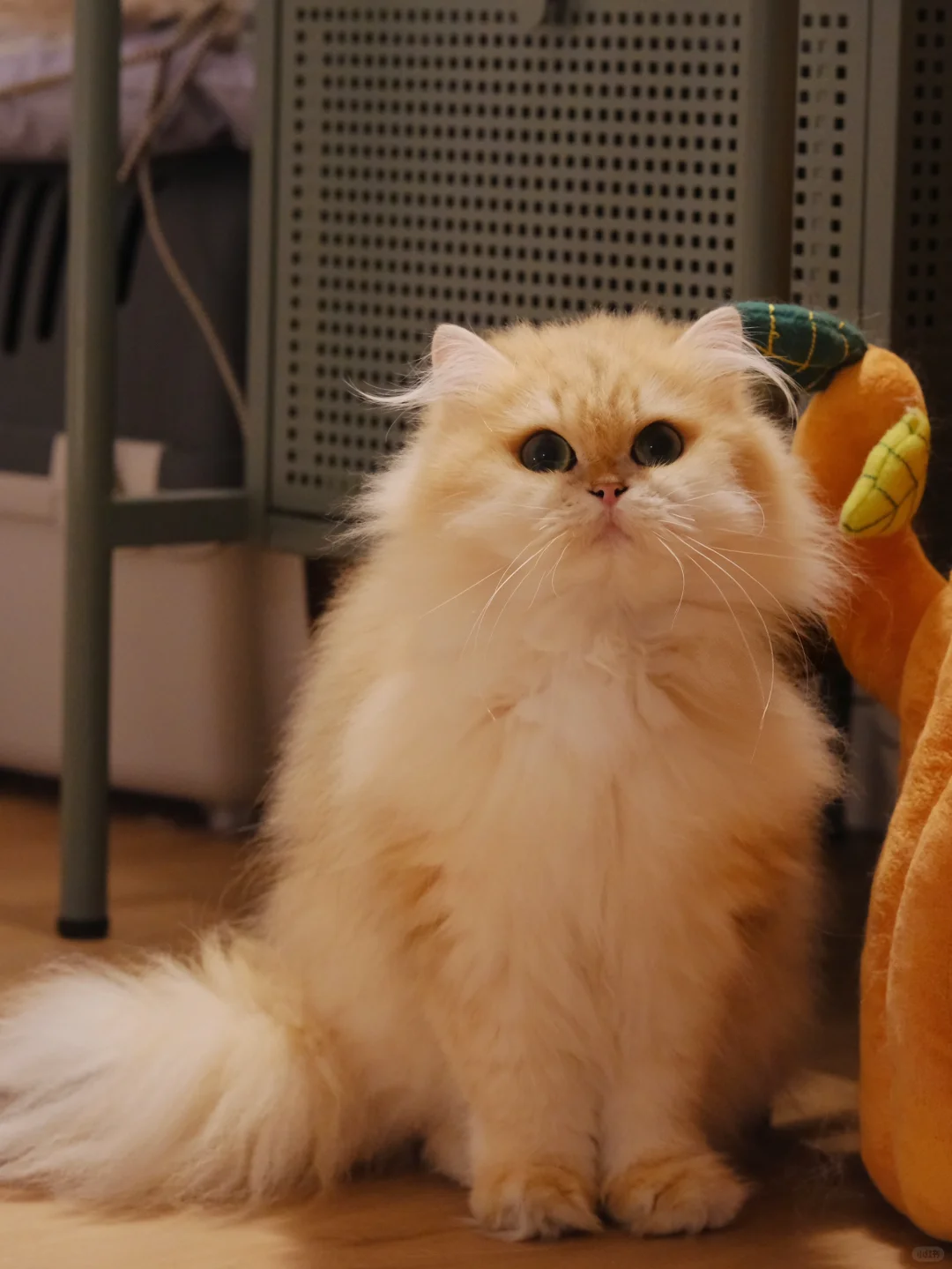 🇩🇪猫舍缩减规模，猫咪找家长，富养宠物家庭