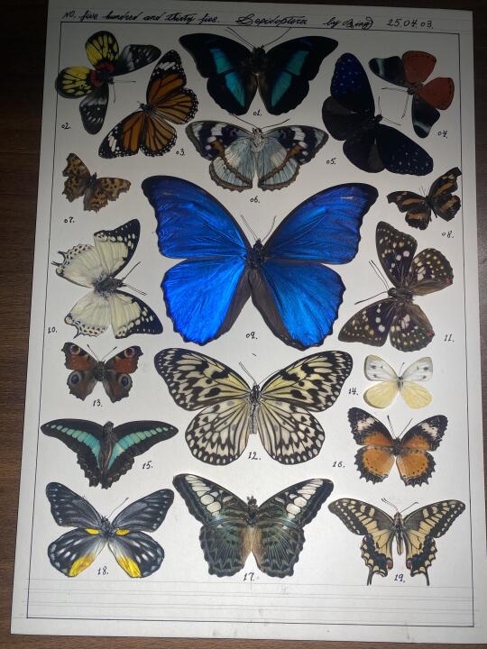 标本 蝴蝶标本 蝴蝶 晒出我收藏的昆虫标本