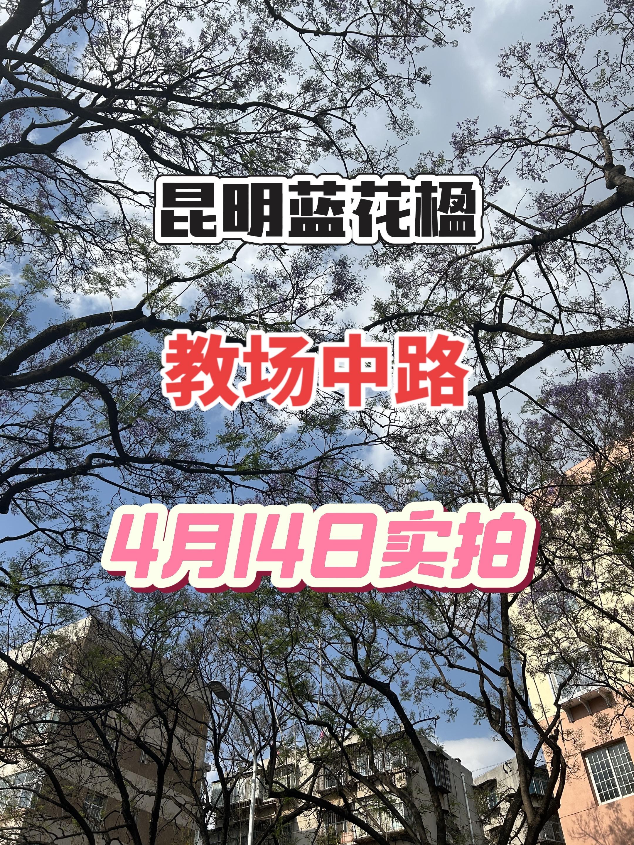 昆明教场中路蓝花楹最新实况。零零星星的开了一些，预计还有10天才能进入最佳观赏期