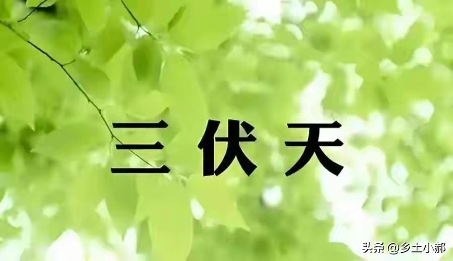 今年三伏天会有大暴雨吗？就看六月初四这天下不下雨，看看农谚有啥说法？
 
农历六