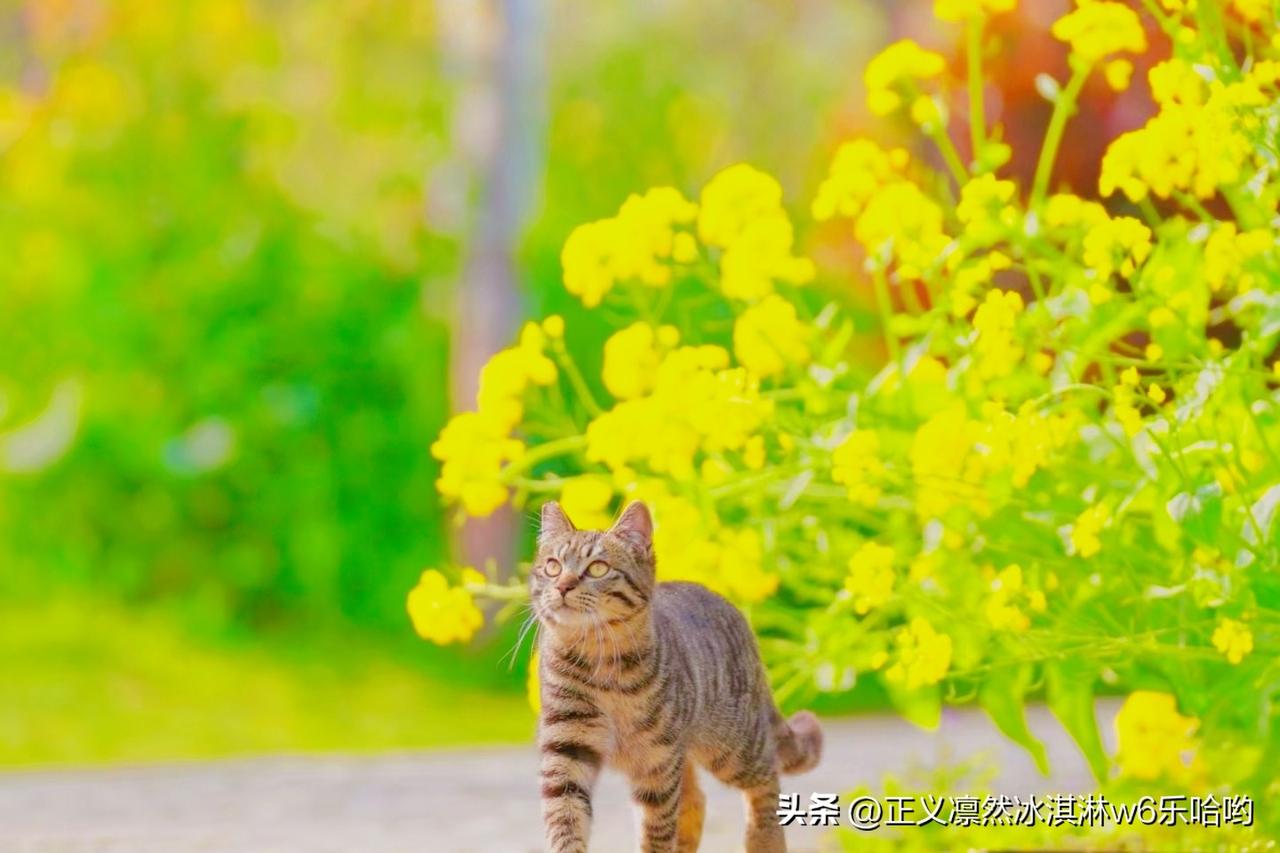 小猫咪的春日冒险：追逐阳光与花朵[赞][来看我]