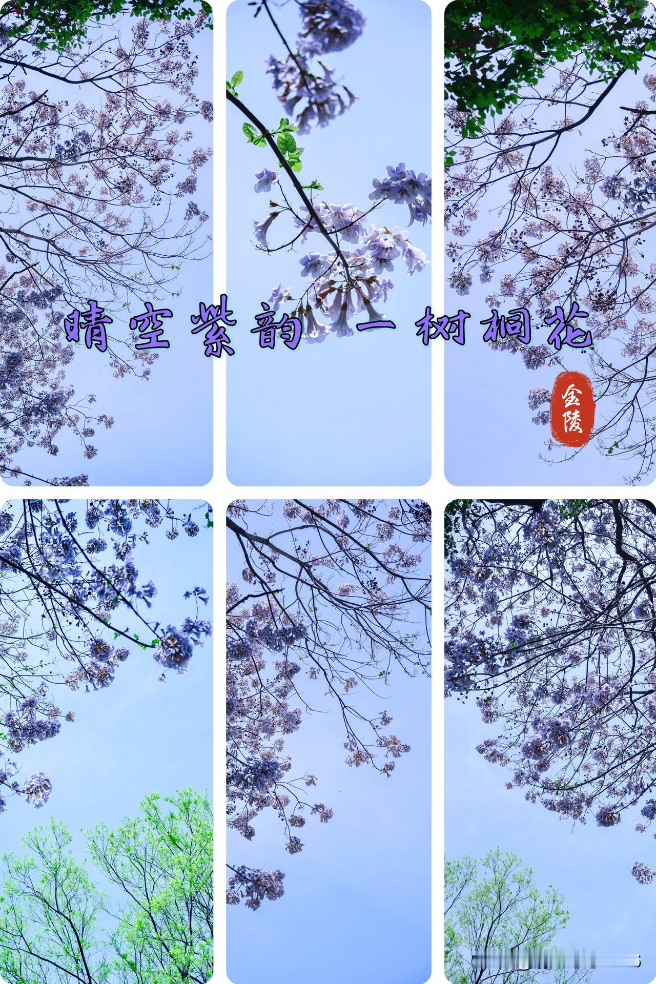 白马公园｜晴空紫韵 一树桐花

         今年白马公园的彩色油菜花，是春