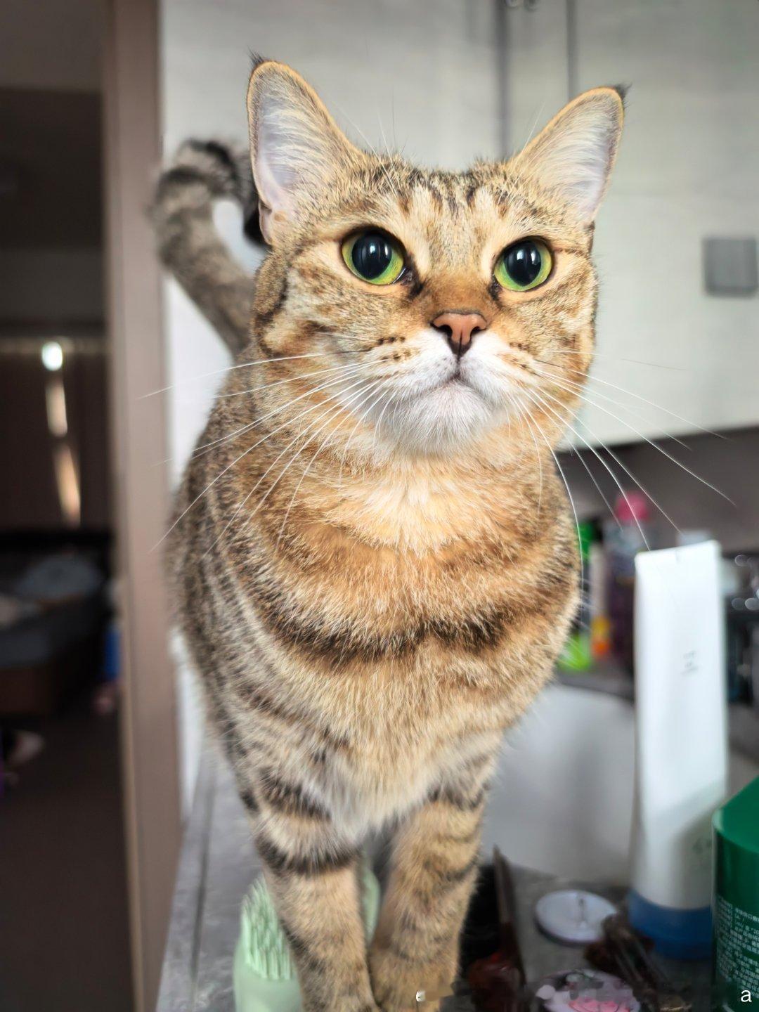 一群萌萌小猫两只萌萌小猫[心]妮娜家的发财啊来福是只小狸花 ​​​