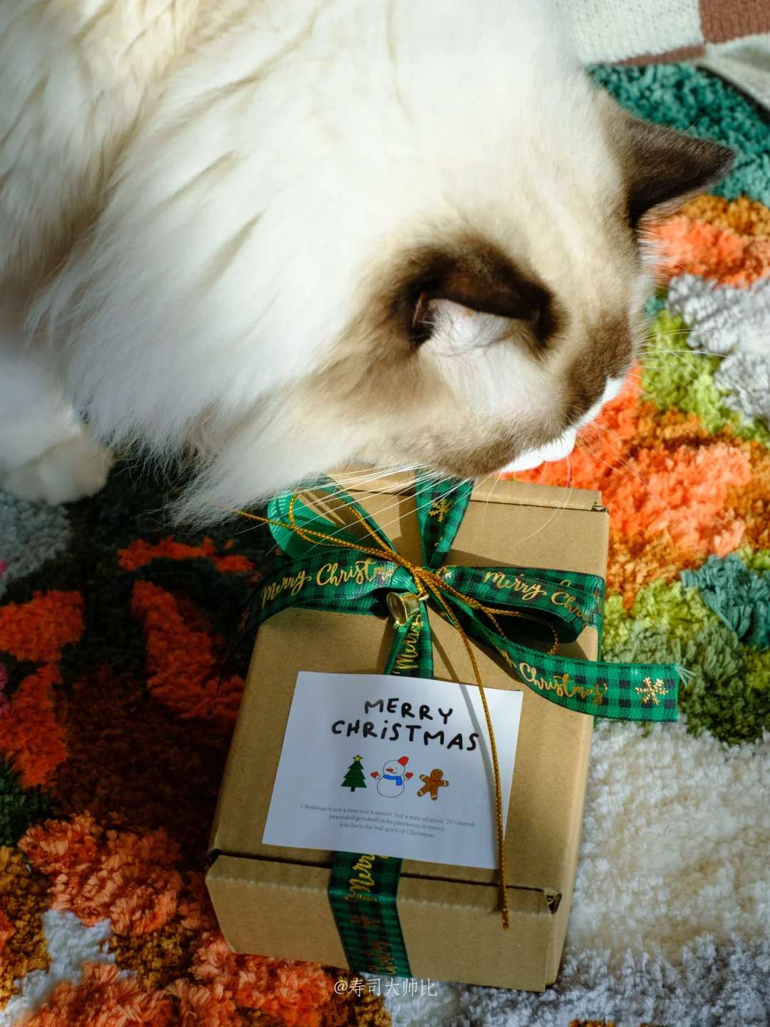 给小猫的圣诞礼物🎄
