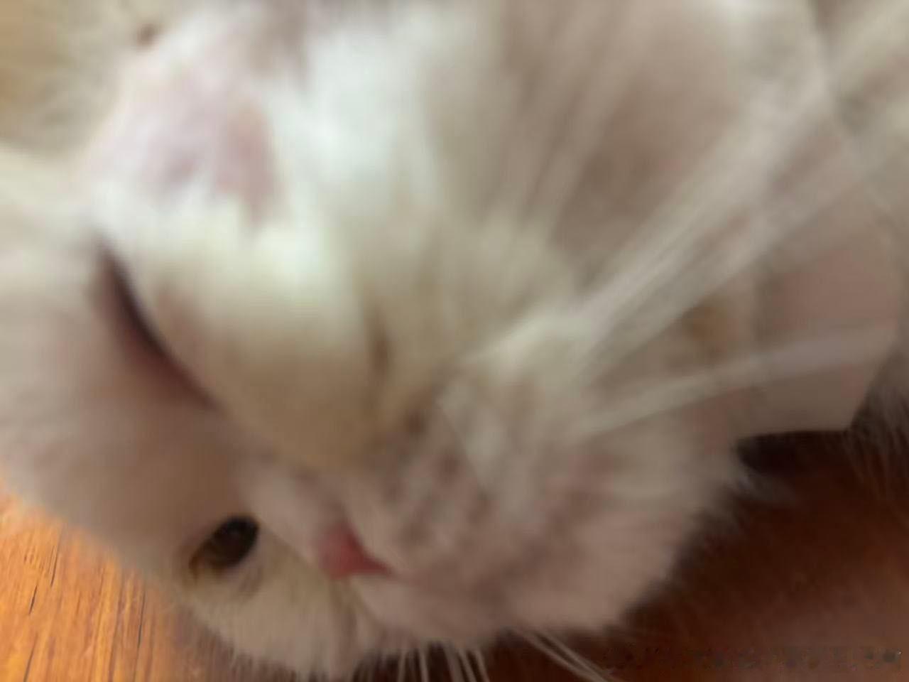 49897【丑猫】只分享不评价 