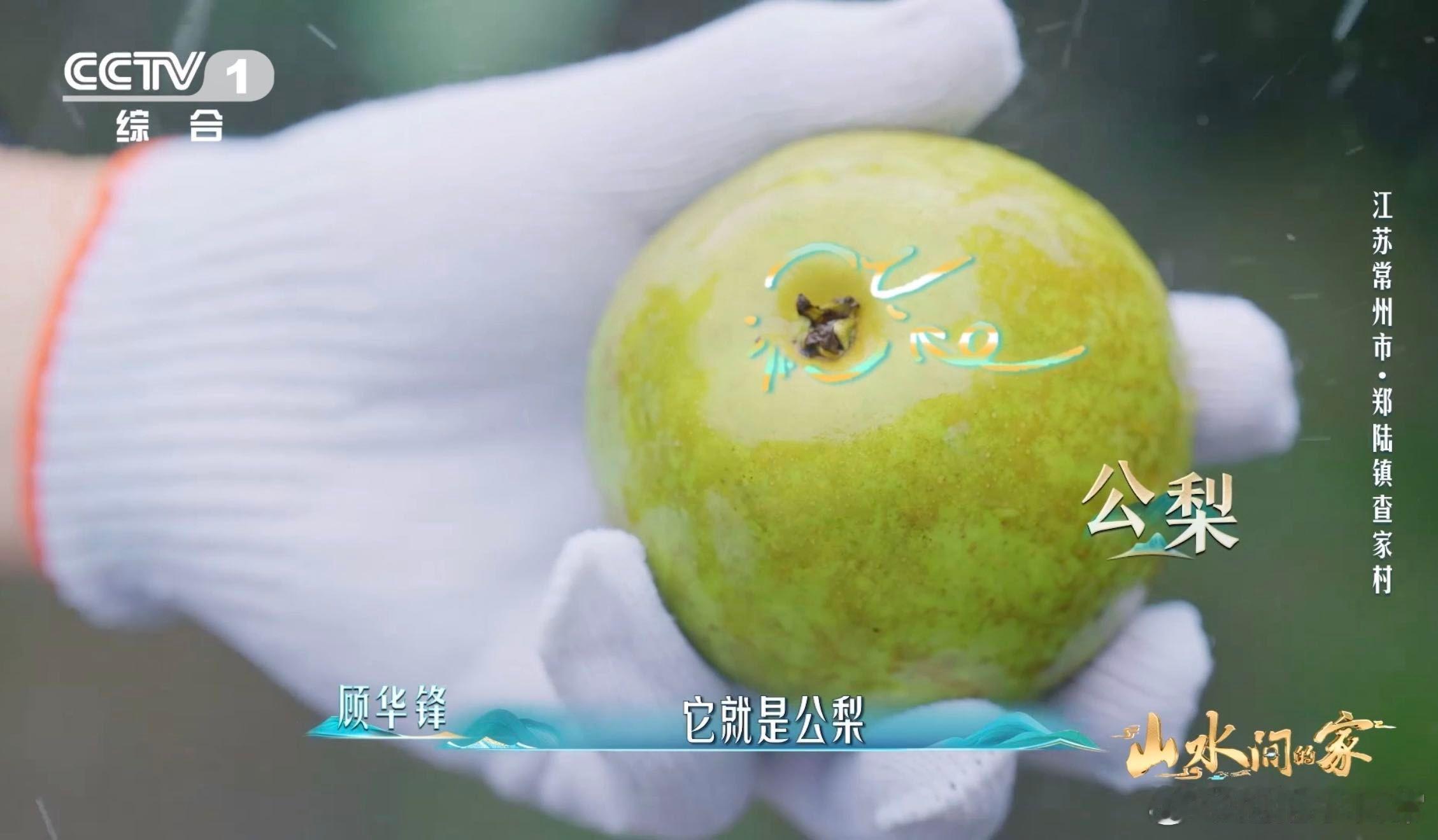 哪个梨更甜看底部果农手一掂就知梨重9两2 果农这手艺真不是吹的！一掂就知道梨重9