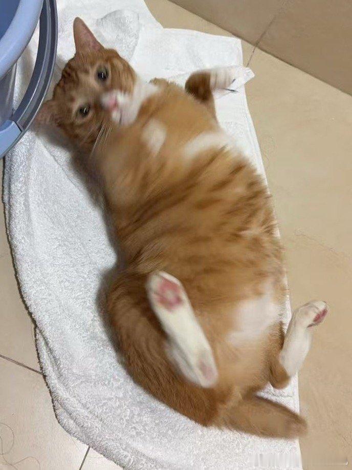 旋风大夸松 