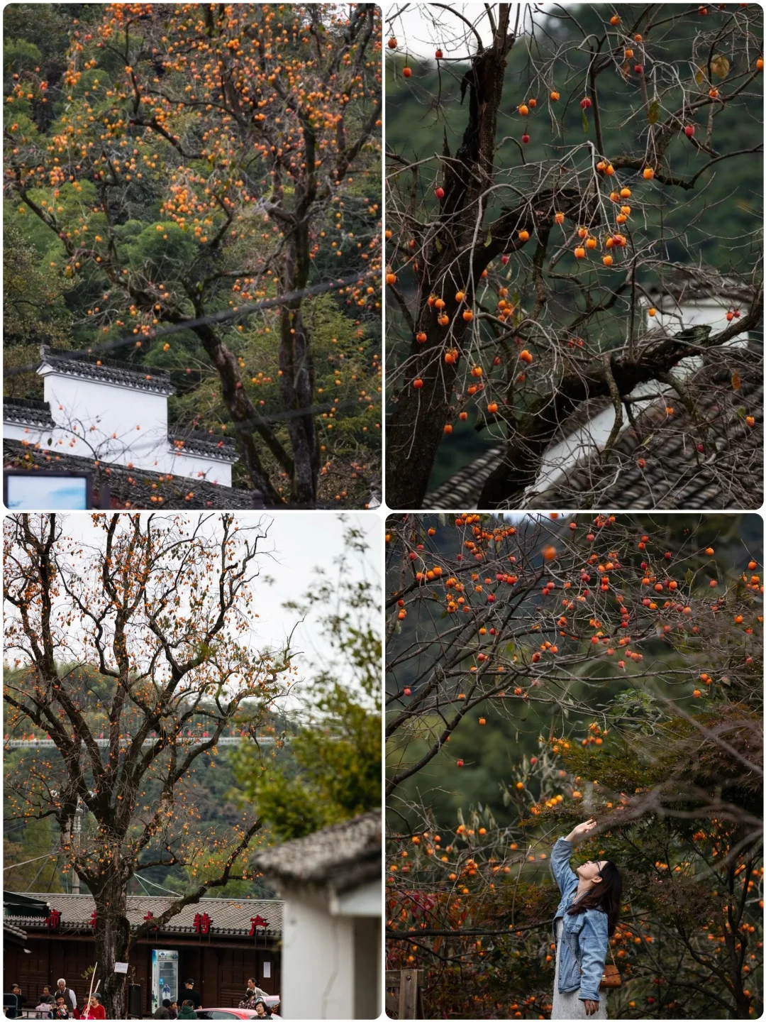 接下来的四明山即将迎来最甜的季节！