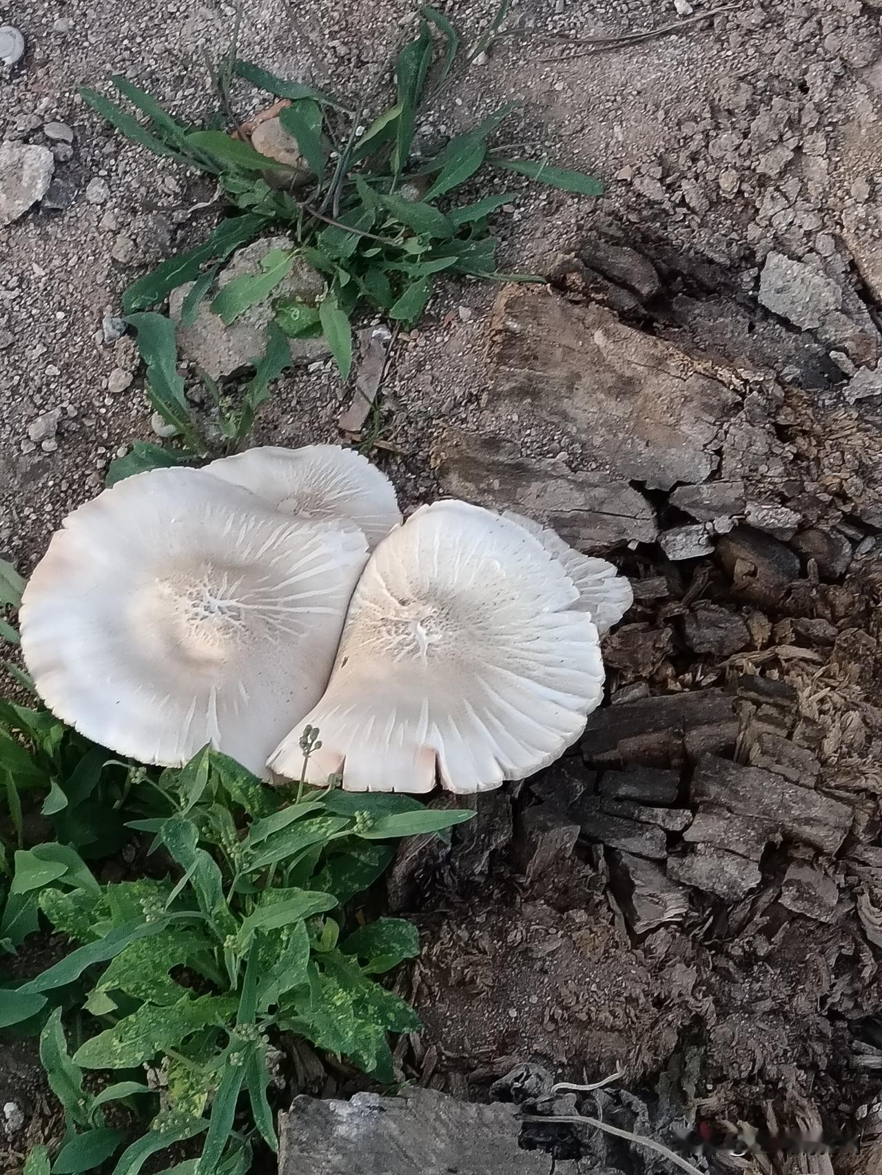 大自然的鬼斧神工，这树疙瘩埋在地下，经过雨水的洗礼，说不准哪一天就给你个惊喜，这