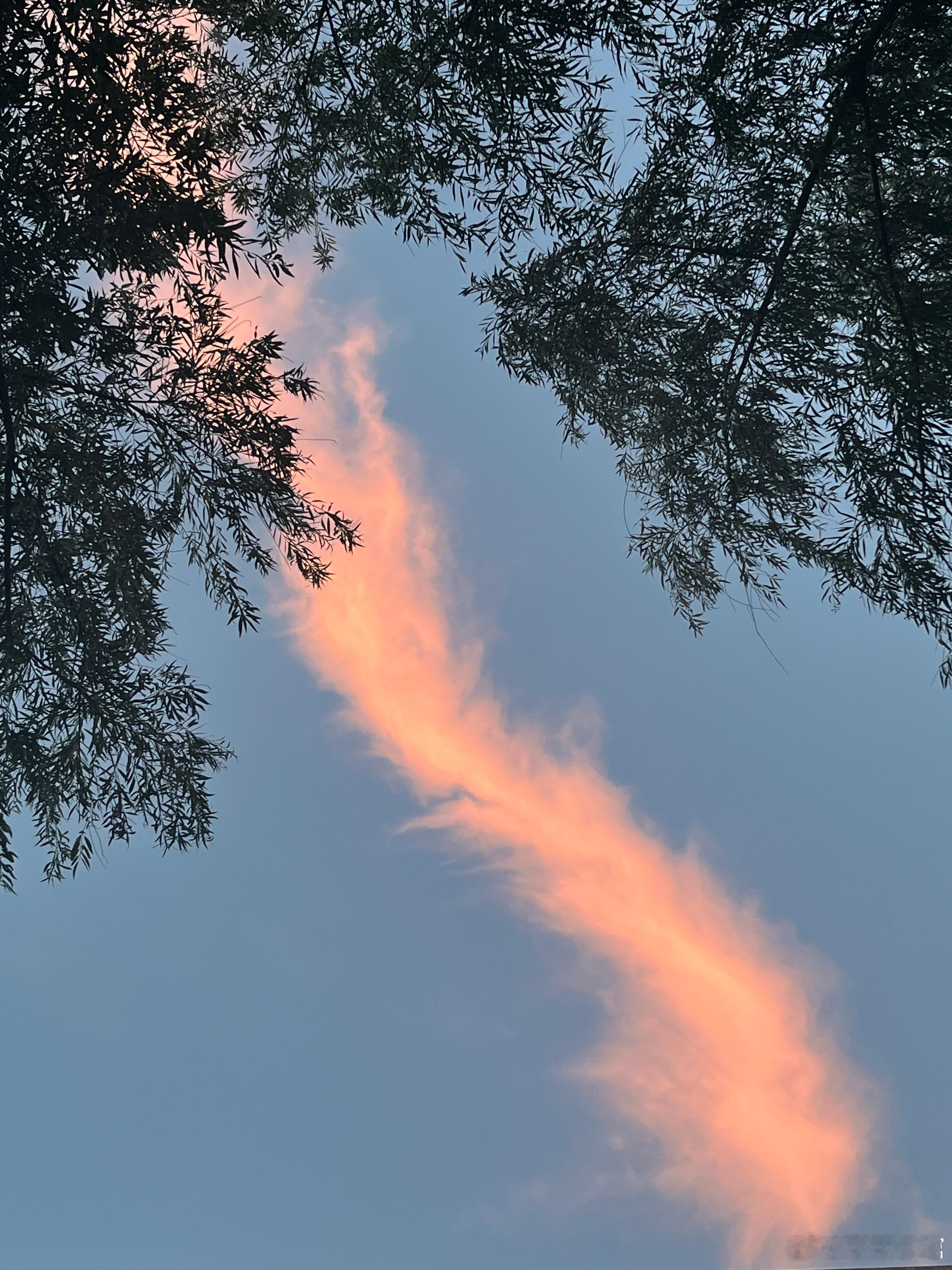 昨天傍晚的一条云☁️ ​​​